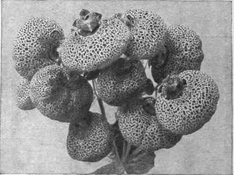 A fine specimen bloom of calceolaria