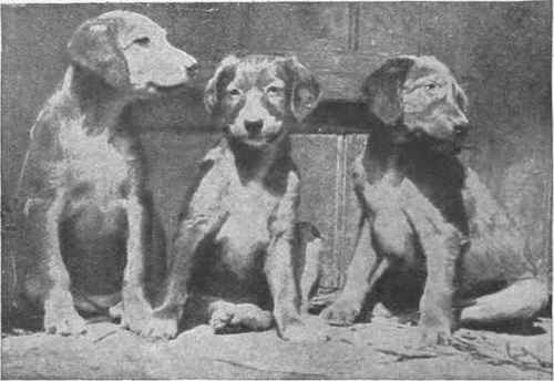A group of pedigree Golden Slughi puppies. This breed is at present a rare one in England, and dogs and puppies command high prices