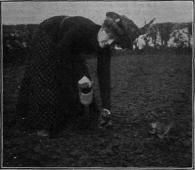 Cabbage plants are set out from fifteen to eighteen inches apart