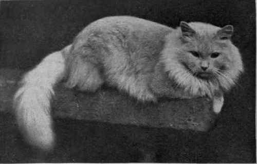 Champion Wilful of Thorpe, a famous prize winning Cream Persian male, owned by Mrs. Slingsby