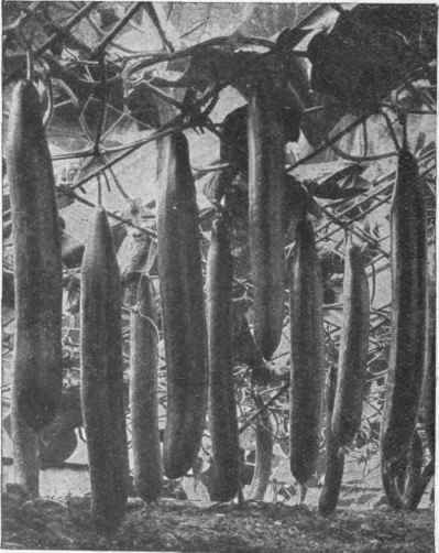 Cucumbers growing on wires stretched lengthwise across the greenhouse