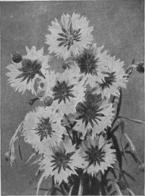 Cyanus, or cornflower, one of the best hardy annuals of medium height