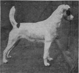 Damiana (by Champion Donington) dam of Quorn Riot, winner of