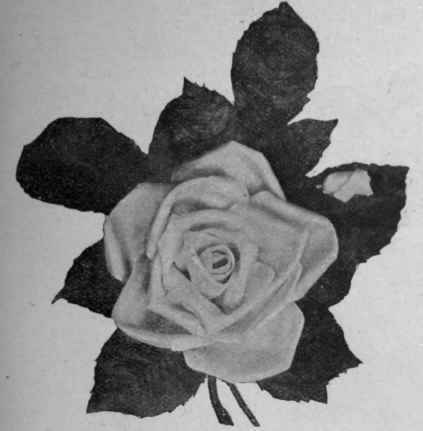 Fig. 2. A  La France rose made in soft ribbon of the flower's two natural shades, the darker of which should be in the centre