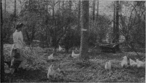If fowls can be run on grass land or in an orchard, they obtain much of their food for nothing, and at the same time improve the ground on which they run