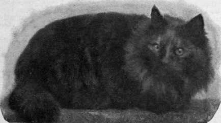 Mrs A. E. Hersey's famous tortoiseshell Persian cat. Vectis Gipsy Queen, a typical example of what this variety should be