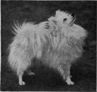 Mrs. Dyer's white Pomeranian (miniature), Afon Bols