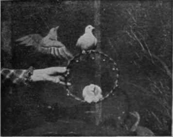 Posing in a decorated ring. The ring can also be suspended and the bird taught to swirg in it