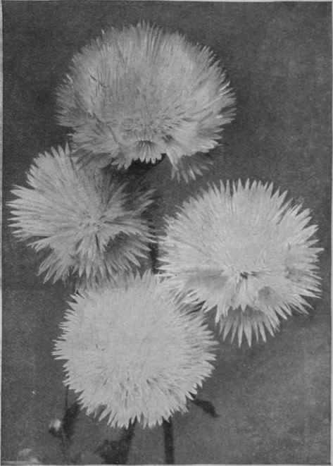 Sweet Sultan, a charming species of hardy annual, admirably adapted for table decoration