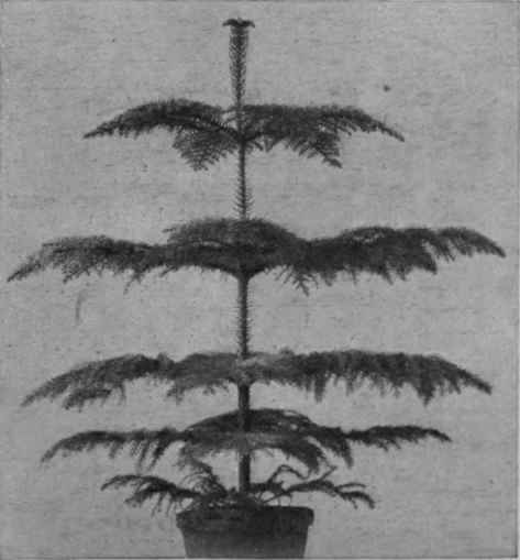 The Norfolk Island pine
