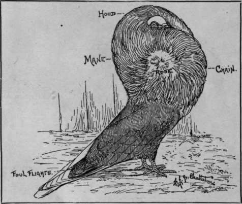 A drawing that shows the chief points of a Jacobin pigeon. The feathers of the chain have been cut to show the shape of the head and the correct pearl eye