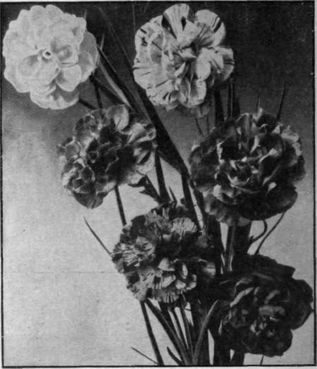 A group of prize carnations. The carnation is a charming flower, suitable alike for personal Photos] use and table decoration [Sutton & Sons