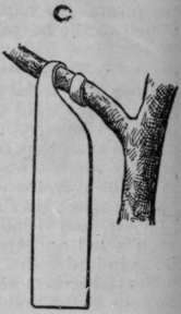 A label cut from thin sheet lead with scissors. The tail, being flexible, can be bent round the branch and will give with the growth of it. The inscription can be made with a sharp steel point