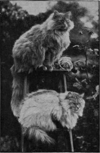 A pair of beautiful reuter Persian cats, owned by Miss Livingstone.