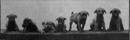 A promising litter of Irish terrier puppies. This popular breed of terrier is healthy and hardy, and is not difficult to rear Photo, Terry Hunt