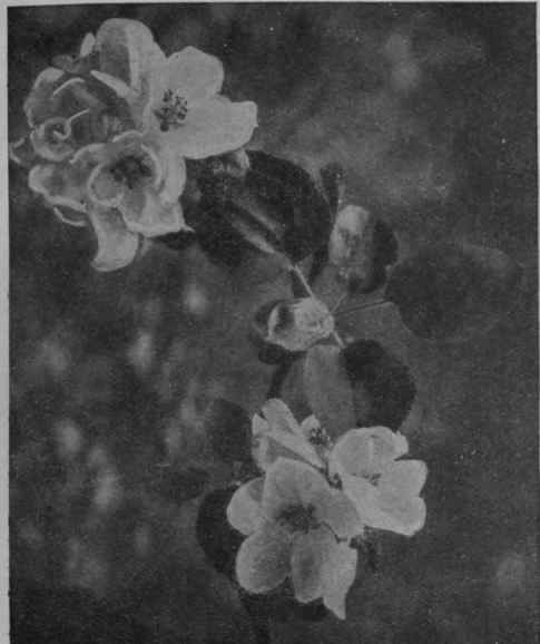 A spray of apple blossom is a subject which lends itself to beautiful reproduction