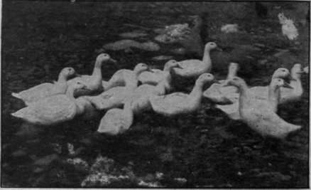 Aylesbury ducks. A few stock birds of this breed may be kept in an orchard or on a piece of grass land if water cannot be provided