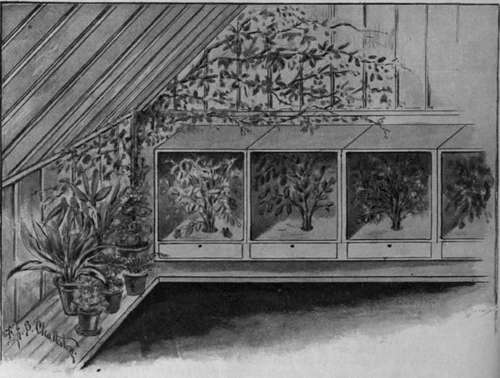 Cases such as that shown in section in the first illustration are delightful additions to the beauty of a conservatory when filled with multi coloured butterflies