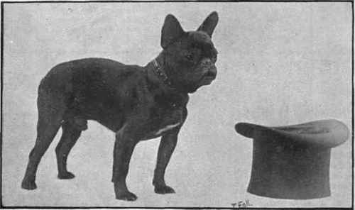 Mr.F.W.Cousens famous French bulldog,  Napoleon Bonaparte,  a most typical example of this fashionable breed Photo, T. Fall