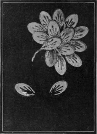 No. 2. Marrow seeds arranged to overlap each other form an effective flower spray black, while others dry pale, and full of shade
