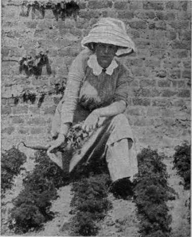 Seediings that are grown in drills should be carefully weeded with a hand hoe