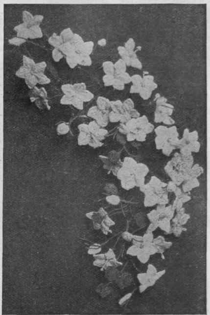 A cluster or campanula blossom. This flower makes a most effective floral mount for a hat, and is not beyond the powers of an amateur worker