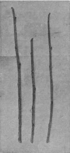 Cuttings of currants for the creation of new nursery stock