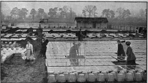 General view of the French garden and vegetable farm at Henwick, near Newbury. This was one of the first intensive culture gardens in Great Britain, and affords an excellent example of the success which may be achieved by ladies in this system of gardening