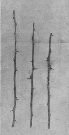 Gooseberry cuttings should be taken in the autumn, and consist of straight, vigorous shoots about fifteen inches in length