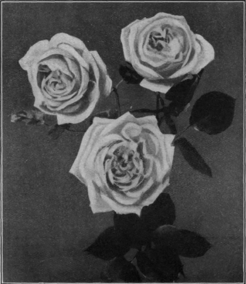 Kaiserin Augusta Victoria, a rose of beautiful form and delicate fragrance