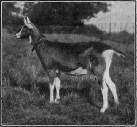 Leages Lustre, a prize winning goatling. An animal of good milking strain will be found a profitable investment, being hardy and immune from many diseases which attack other domesticated animals