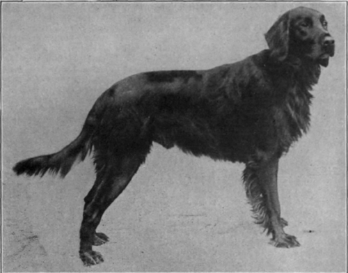Mr. P. Flahwe's red Irish setter, Champion Kerry Palmerston. This breed is one of the most beautiful and intelligent of the setter family Sport and General Illustrations