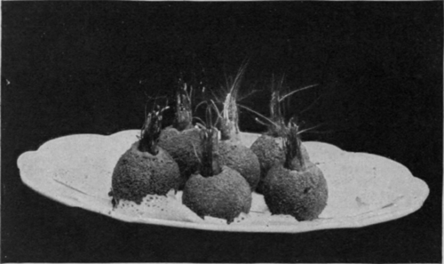 Prawn Croquettes. A dainty method of serving prawns