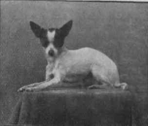 The Chihuahua, of Mexico, which can be bred so small as to stand on the palm of a man's hand