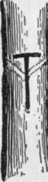 The T shaped incision in the stock in which the scion, or shoot, must be placed should be maintained, and the grafts kept just sufficiently moist overhead