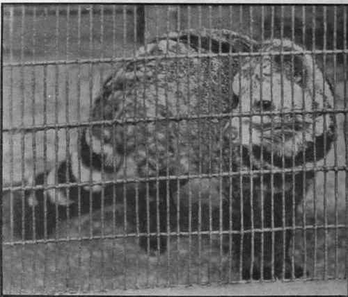 The civet cat, one of the most interesting of uncommon pets. It is healthy, clean, and quiet, and does well in captivity Photo, W. Farmborough