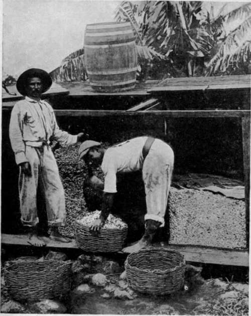 Fermenting Cocoa : Grenada (British West Indies)