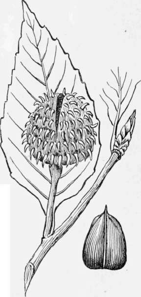 Beechnut Leaf, Bur, and Nut.