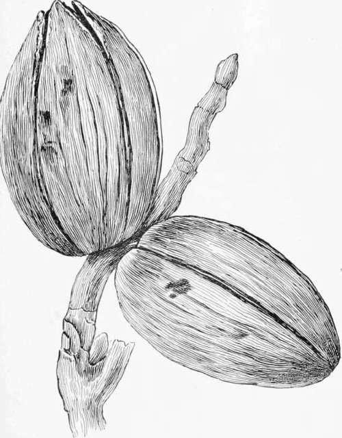 Branch with Burs of Nussbanner's Hybrid Hickory.