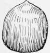Castanopsis Nut.