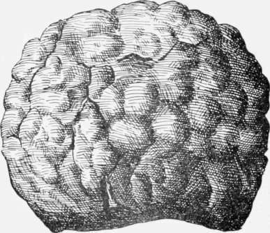 Souari nut.