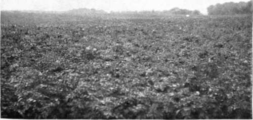 A potato field on the farm of Matthew G. Wallace, Terregleston,