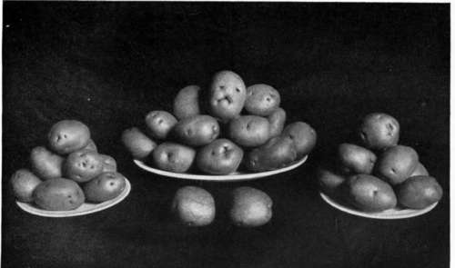 Carbondale Peachblow potatoes on exhibition