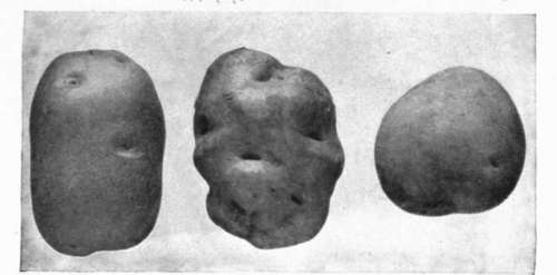 Desirable And Undesirable Types Of Potatoes Before Paring