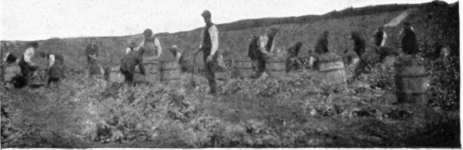 Digging potatoes at Girvan Mains