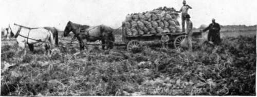 Hauling potatoes to storehouse in 