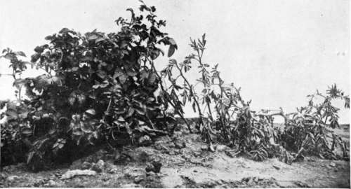 Hill of potatoes partly diseased by the dry rot fungus (Fusarium). From Bulletin 55, Bureau of Plant Industry, United States Department of Agriculture.