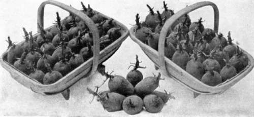 Ninety fold potato shows the method of sprouting the tubers for growing early potatoes
