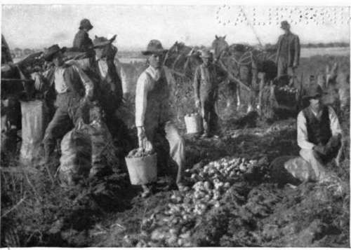 Potato digging near Twin Falls