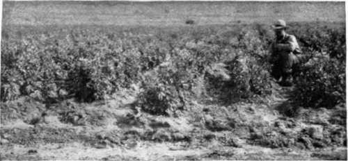 Potatoes near Jerome   junior author in field. Photo taken August 10, 1909